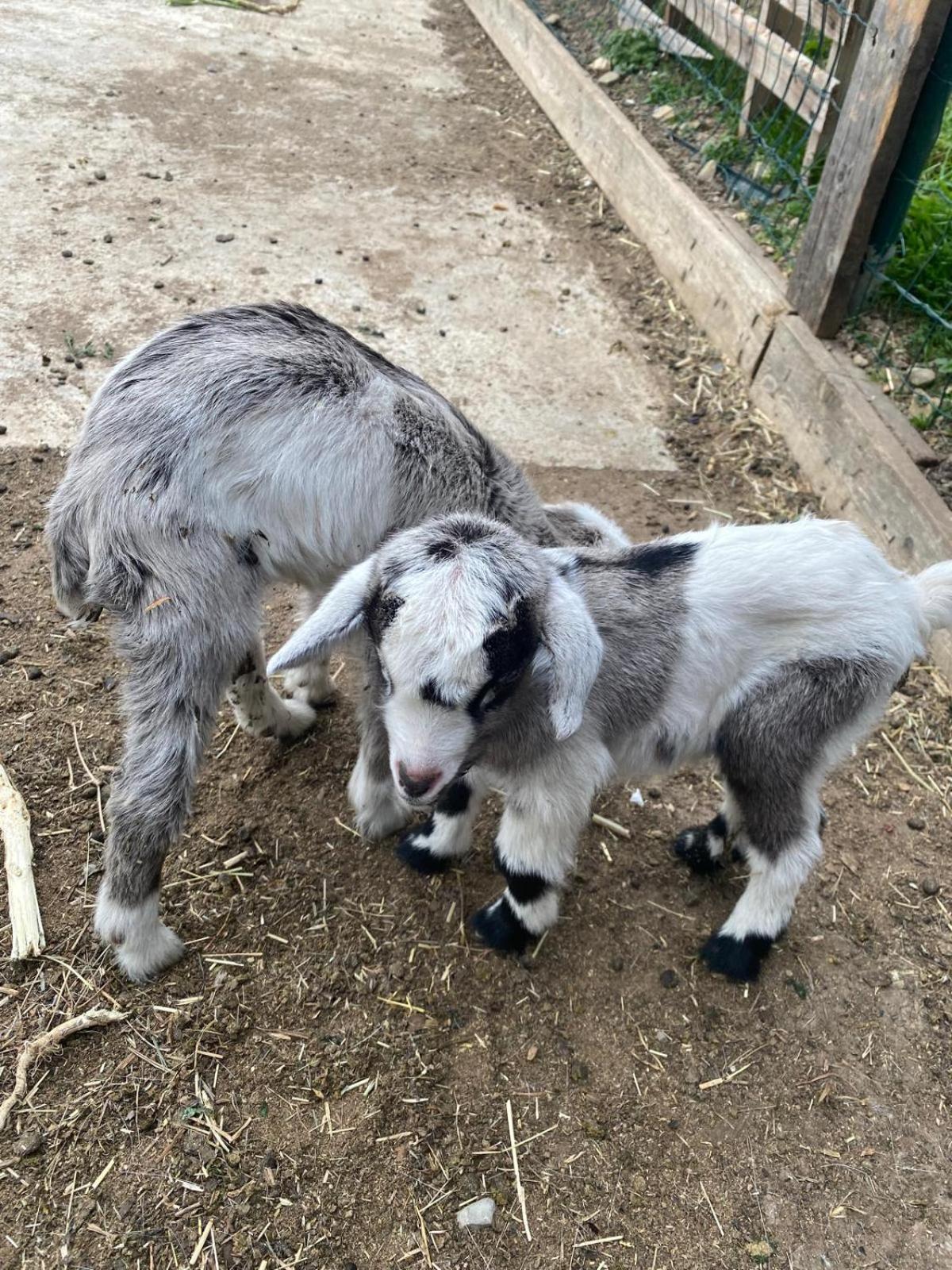 Agriturismo A Ca Du Cappellan Villa Imperia Kültér fotó